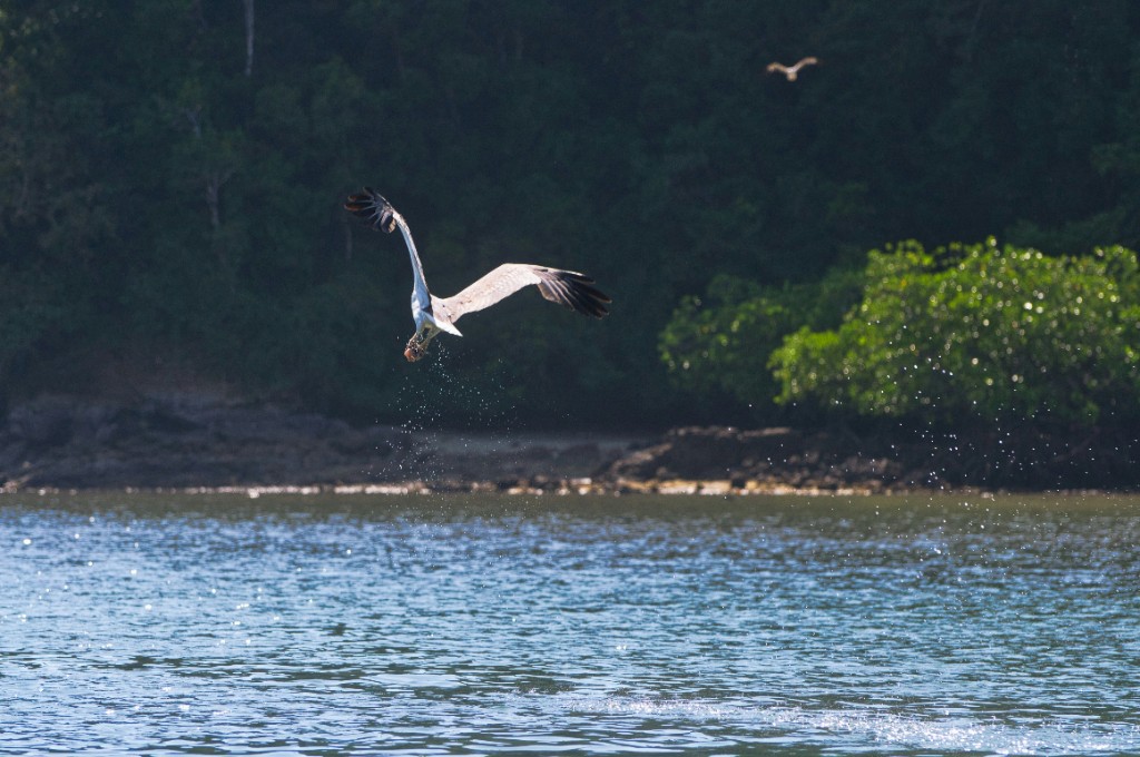 White-bellied sea eagle in flight low over mangrove-lined water in Langkawi